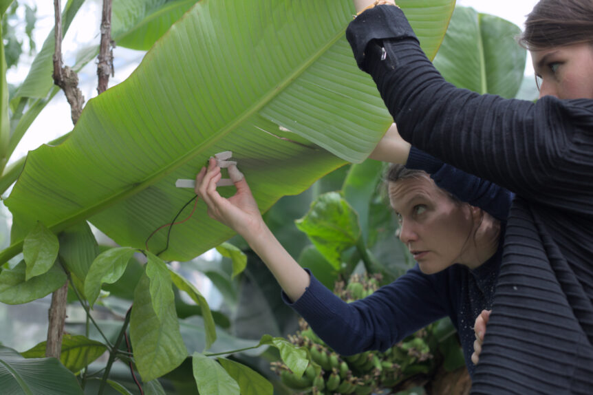 Une étudiante et une professeure installe un dispositif sur une plante.